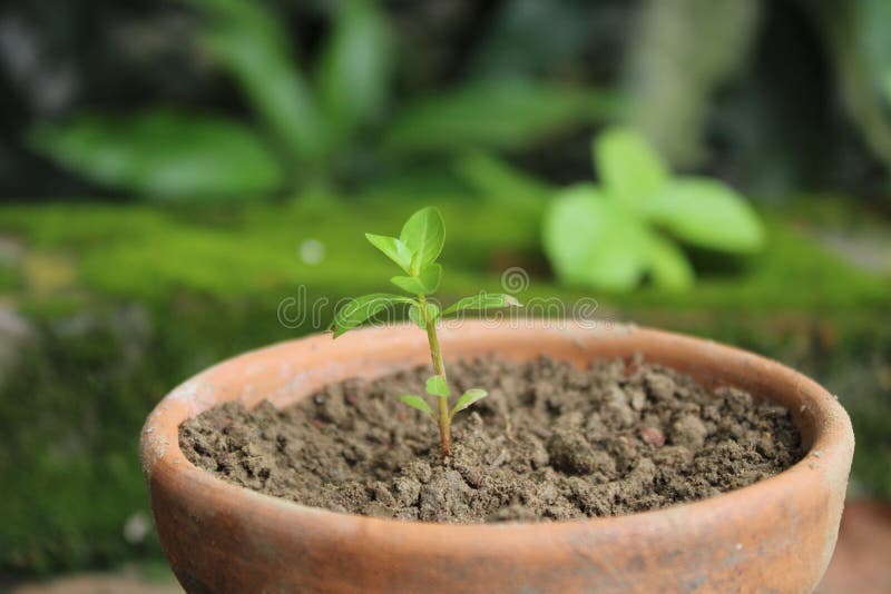 Natural Tree Plant in Pot Small Tree Plant Natural Background Photo Stock Photo Image of