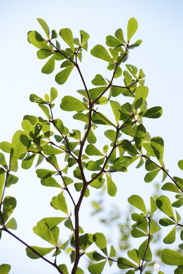 Natural tropical green tree leafs with tree brunch in summer time isolated on white background