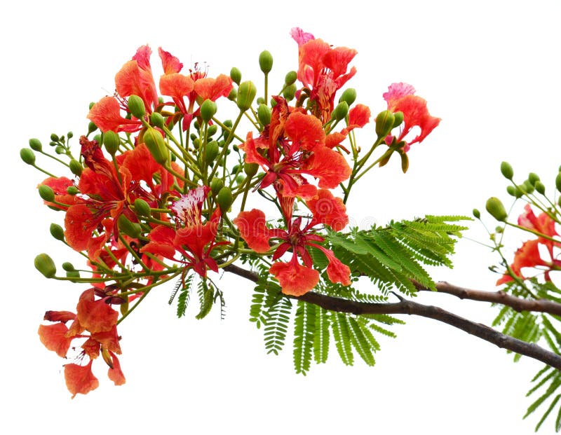 Natural tropical green tree leafs and red flowers with tree brunch in summer time isolated on on the white background