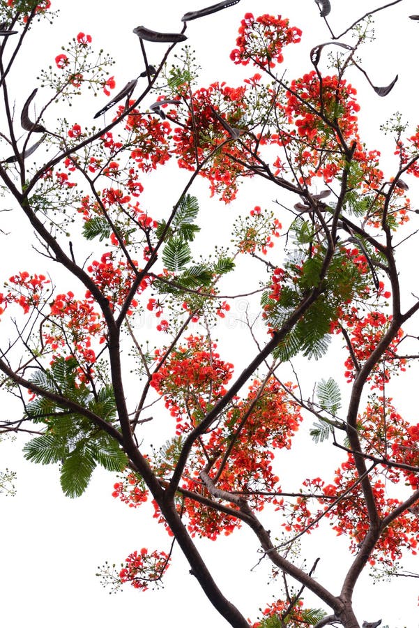 Natural tropical green tree leafs and red flowers with tree brunch in summer time isolated on on the white background