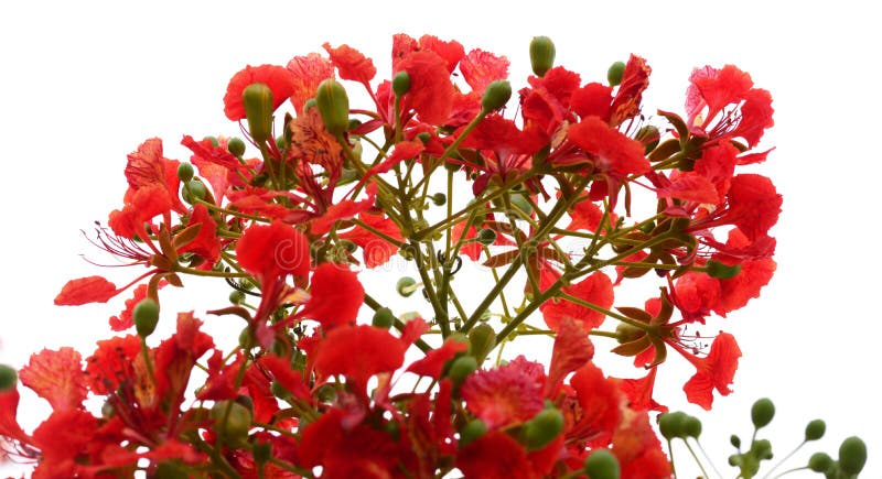 Natural tropical green tree leafs and red flowers with tree brunch in summer time isolated on on the white background