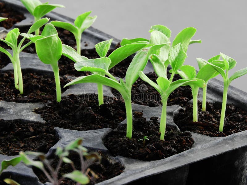 vegetable seedlings organic vegetable seedlings organic