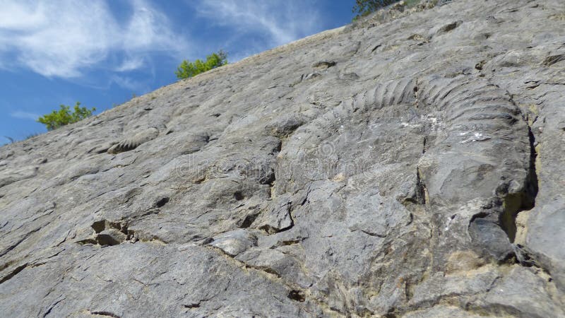 Natural wall of fossils
