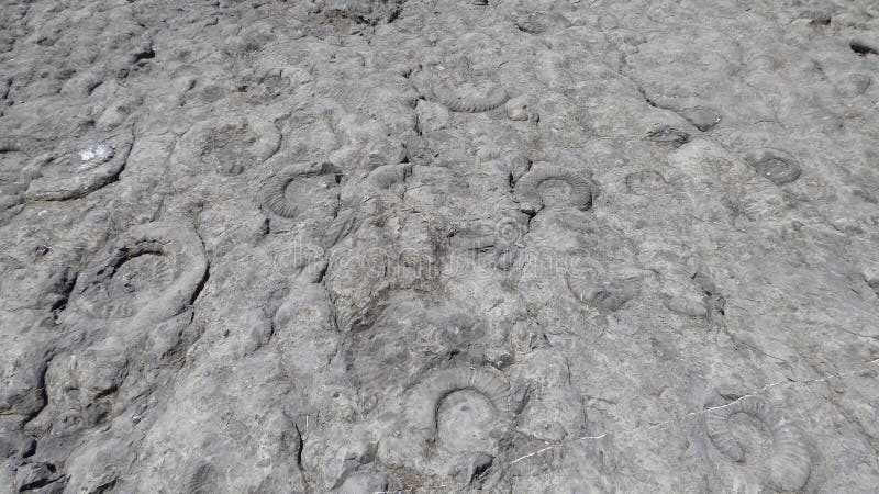 Natural wall of fossils