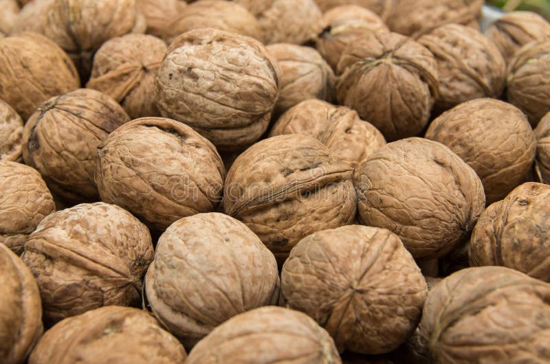 Natural walnut in shell. stock photo