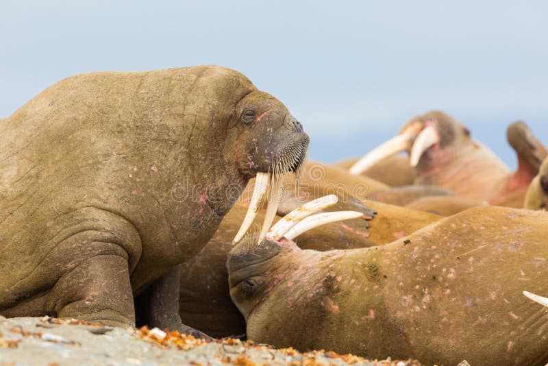 Natural walruses odobenus rosmarus lying on sandy beach stock photo