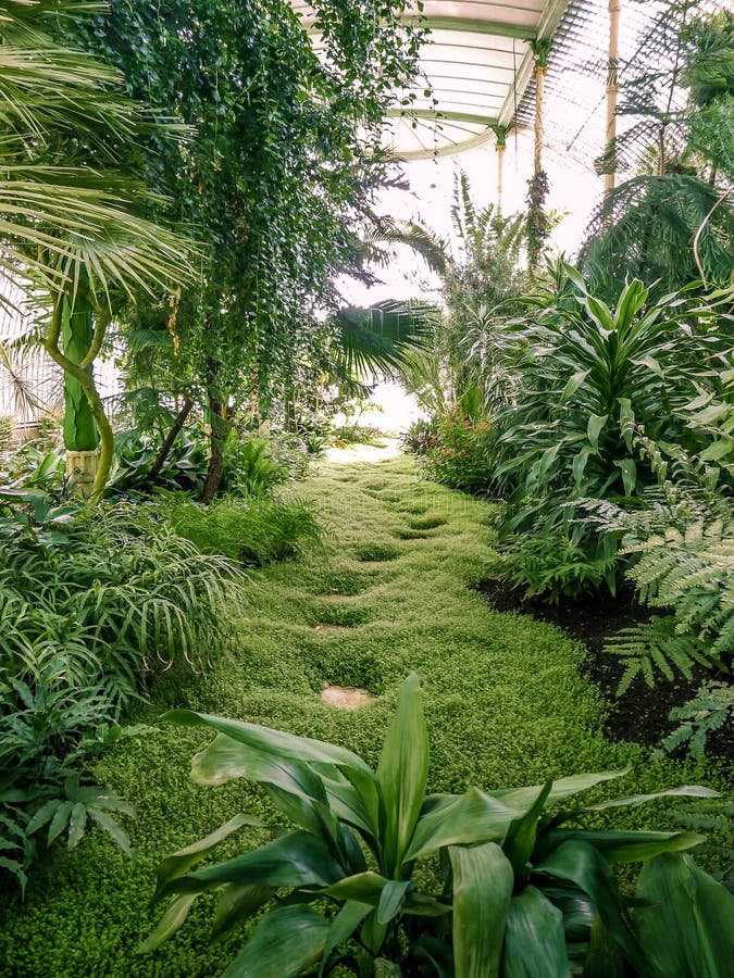 Natural Way through Moss in an Exotic Greenhouse. Stock Photo Image