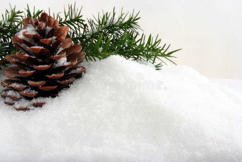 Natural winter background with cone