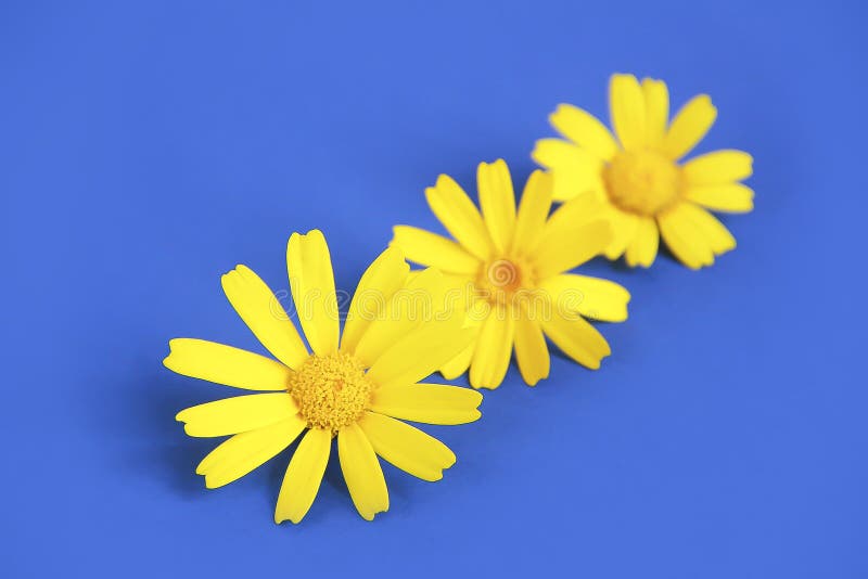 Natural Yellow Colors Daisy on a Blue Background Stock Image Image of light, grass 181607355