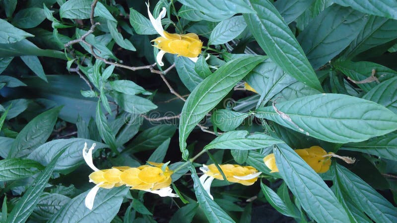 Yellow Shrimp Plant - Pachystachys Lutea Stock Photo - Image of florist ...