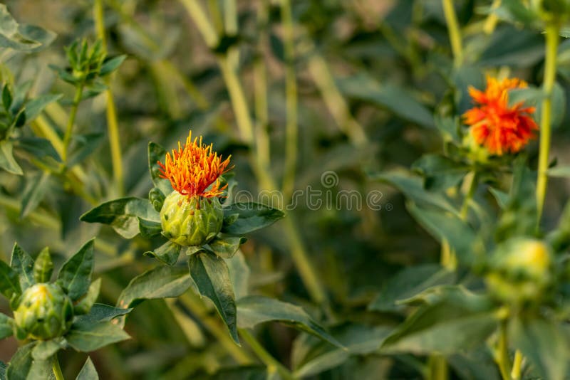 381 Safflower Stock Photos, High-Res Pictures, and Images - Getty Images