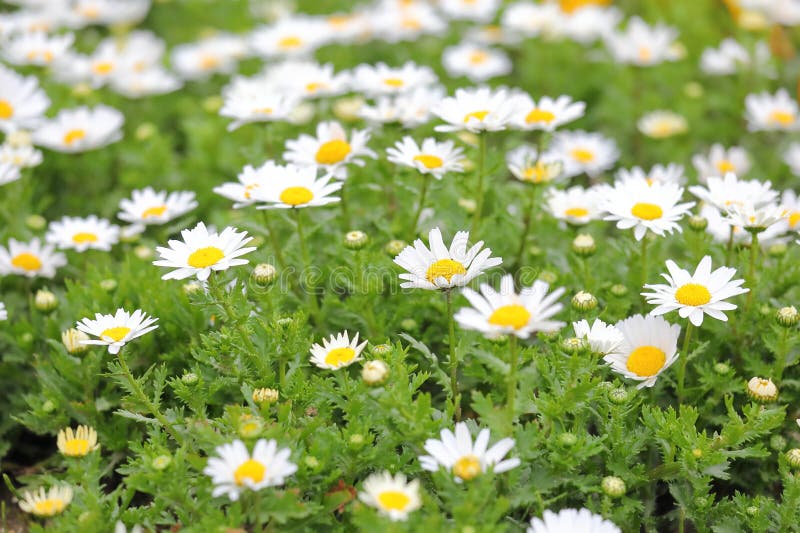 Naturaleza blanca del jardín de la planta de la flor de Polo Norte del crisantemo fotografía de archivo Naturaleza blanca del jardín de la planta de la flor de Polo Norte del crisantemo fotografía de archivo