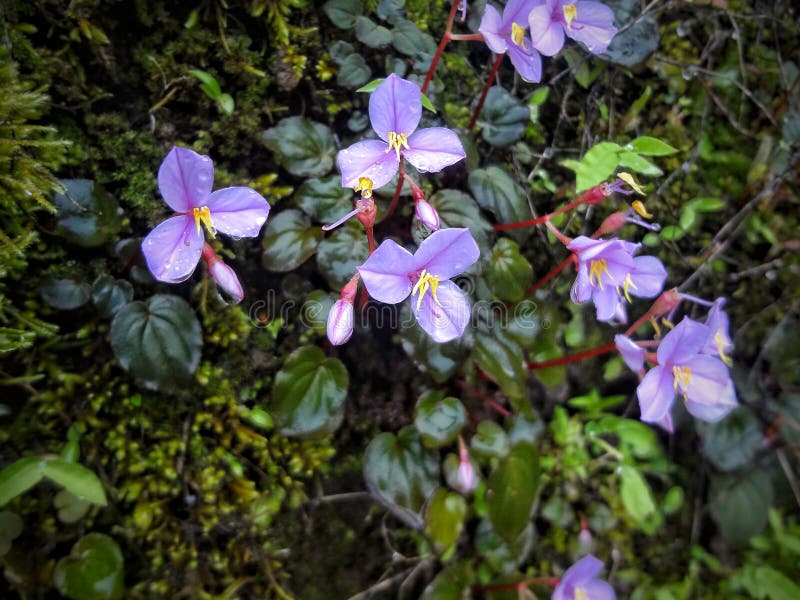 Naturaleza con la hierba verde y las flores púrpuras fotos de archivo Naturaleza con la hierba verde y las flores púrpuras fotos de archivo
