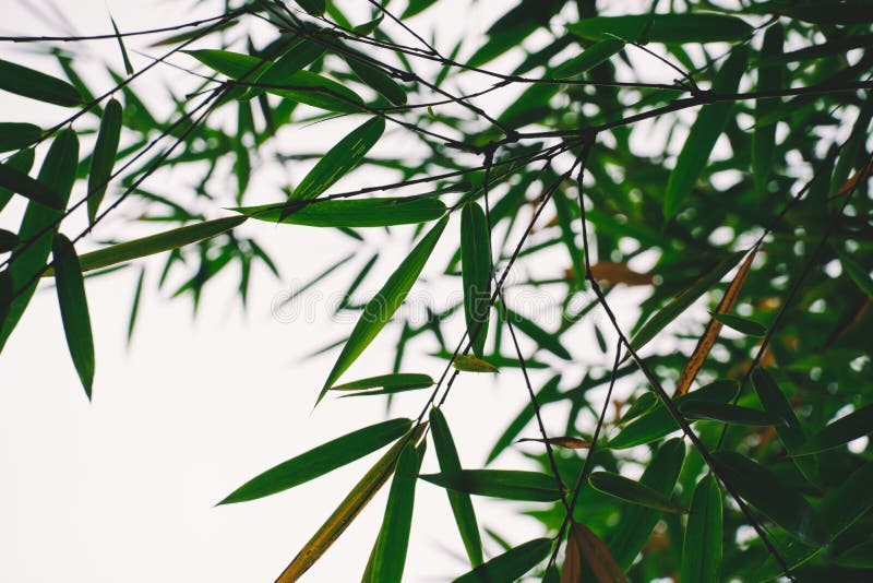 Naturaleza de bambú del bosque Japón, China Planta Ponga verde el árbol con las hojas imagen de archivo Naturaleza de bambú del bosque Japón, China Planta Ponga verde el árbol con las hojas imagen de archivo