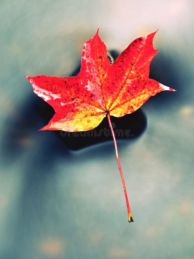 Naturaleza del otoño Detalle de la hoja de arce putrefacta del rojo anaranjado Hoja de la caída en piedra fotos de archivo Naturaleza del otoño Detalle de la hoja de arce putrefacta del rojo anaranjado Hoja de la caída en piedra fotos de archivo