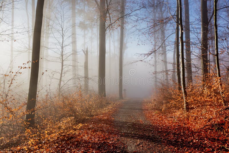 Naturaleza del otoño Árboles coloreados en luz del sol en naturaleza de la caída del bosque del otoño del bosque fotos de archivo Naturaleza del otoño Árboles coloreados en luz del sol en naturaleza de la caída del bosque del otoño del bosque fotos de archivo