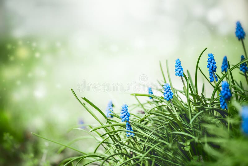 Naturaleza del resorte Flores bonitas de los jacintos de uva en hierba en el fondo borroso de la naturaleza de la primavera con e fotos de archivo Naturaleza del resorte Flores bonitas de los jacintos de uva en hierba en el fondo borroso de la naturaleza de la primavera con e fotos de archivo