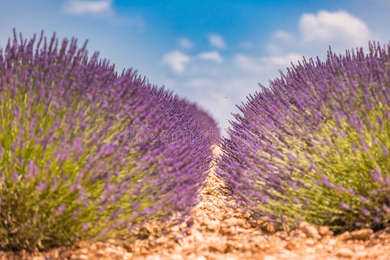 Naturaleza hermosa del verano Paisaje de la puesta del sol del verano del campo de la lavanda cerca de Valensole Provence, Franci foto de archivo Naturaleza hermosa del verano Paisaje de la puesta del sol del verano del campo de la lavanda cerca de Valensole Provence, Franci foto de archivo