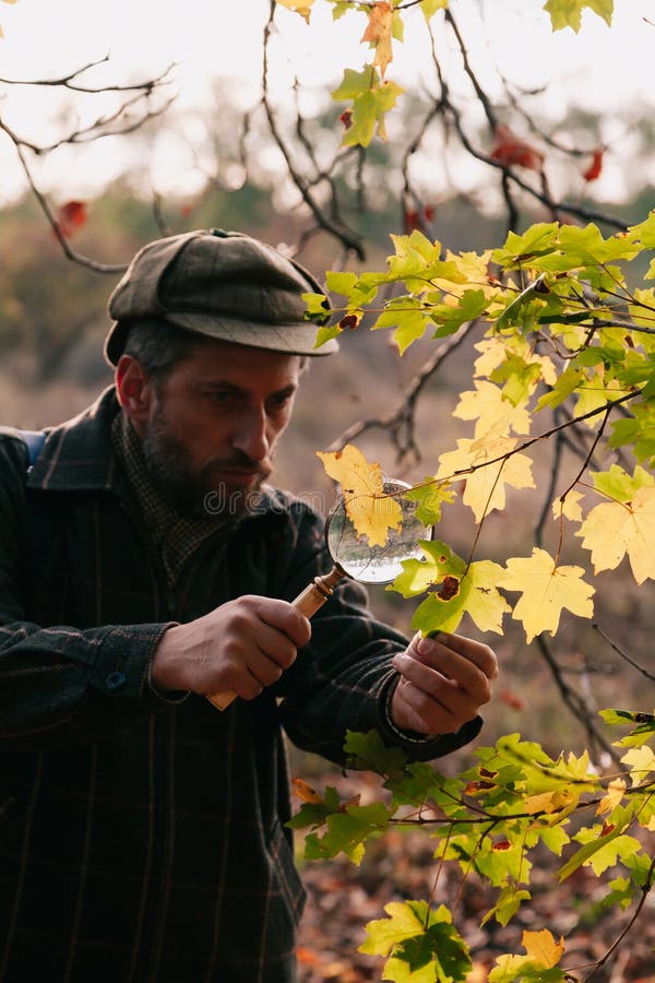 Scientist examines leaf of tree through magnifying glass. Naturalist with a beard examines a large yellow maple leaf on a tree branch through a large magnifying glass on a bone handle