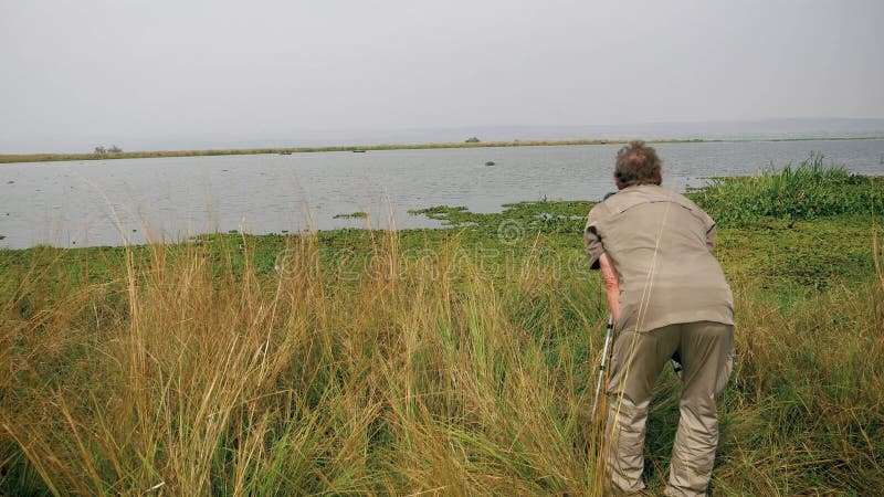 NaturalistfotografTakes Photo Of lös flodhäst i sjön med kameran på tripoden