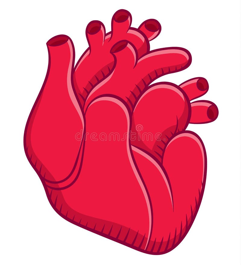 Naturalistic real heart stock vector. Illustration of sign - 65937396 Naturalistic real heart stock vector. Illustration of sign - 65937396