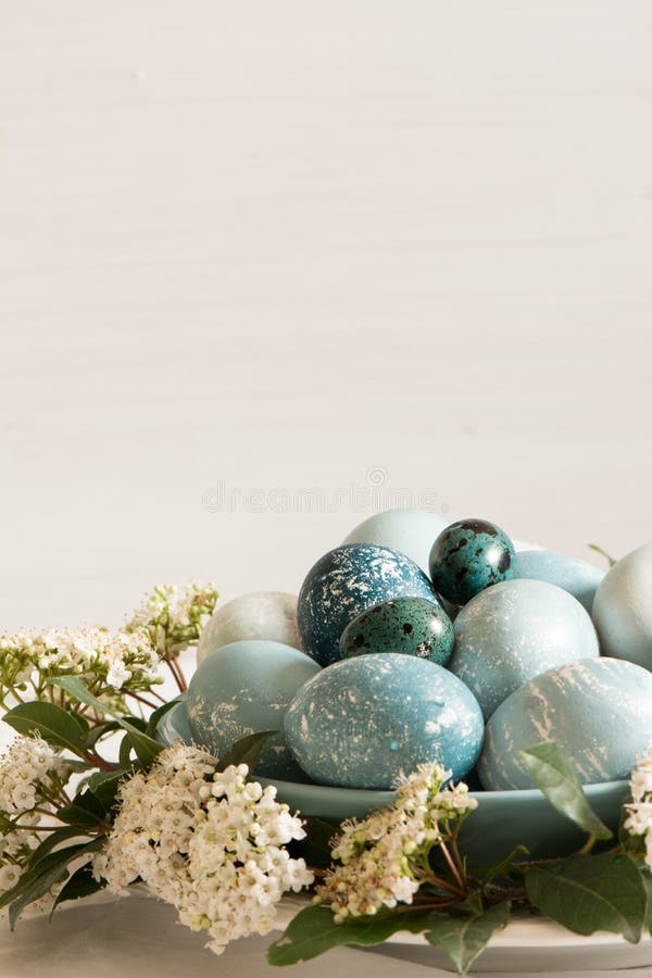 Naturally Dyed Easter Blue Eggs, Surrounded by White Flowers. Stock
