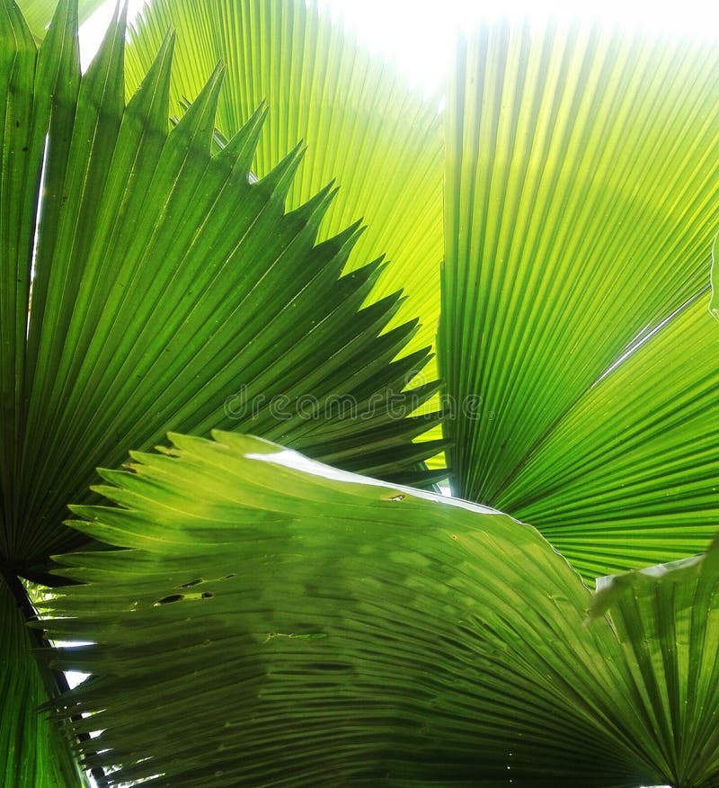 Naturally green leaf stock image. Image of nature, sunlight 275413803