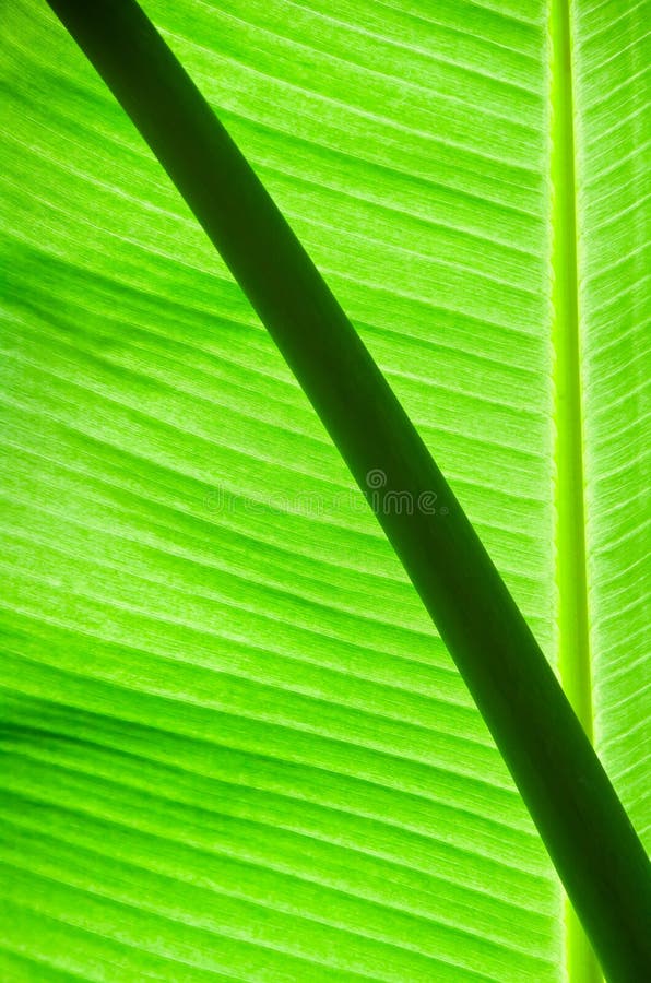 Naturally Green stock image. Image of cheerful, plant 51220997