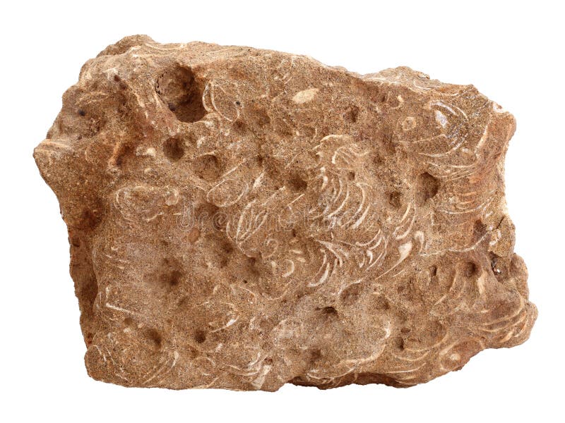 Naturalna próbka piaskowiec skała z skorup skamielinami na białym tle
