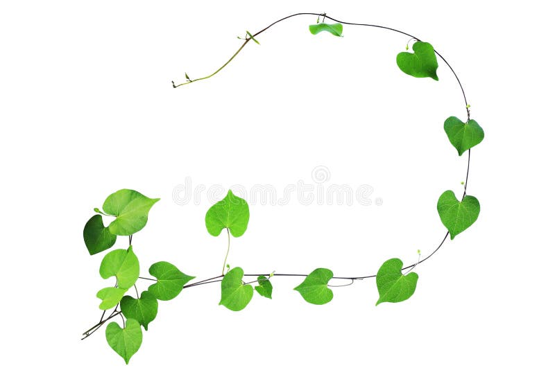 Naturalna rama zieleni kierowi kształtni liście wspina się rośliny z b zdjęcia royalty free Naturalna rama zieleni kierowi kształtni liście wspina się rośliny z b zdjęcia royalty free