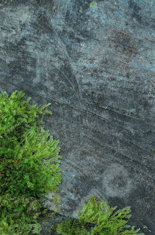 Naturalny tło - mechaty drewno obrazy stock