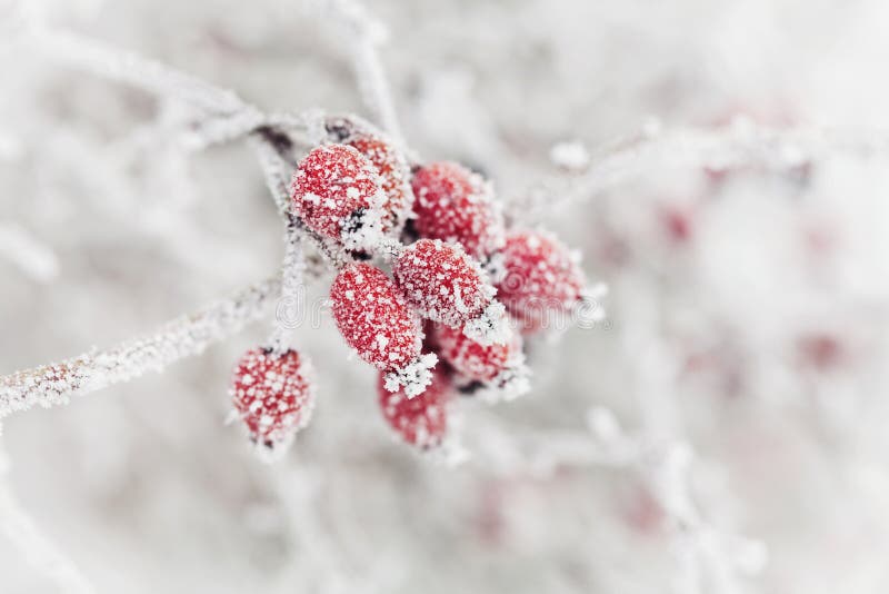 Naturalny tło od czerwonej jagody zakrywającej z hoarfrost lub oszrania Zima ranku scena natura obrazy royalty free