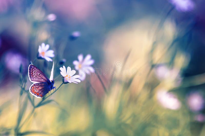 naturalny tło z delikatnymi białymi kwiatami na zielonej lato haliźnie i mały błękitny motyli obsiadanie w jaskrawym fotografia stock naturalny tło z delikatnymi białymi kwiatami na zielonej lato haliźnie i mały błękitny motyli obsiadanie w jaskrawym fotografia stock