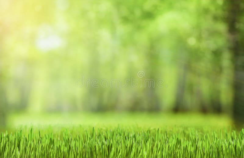 Naturalny zielony lasowy tło zdjęcia stock