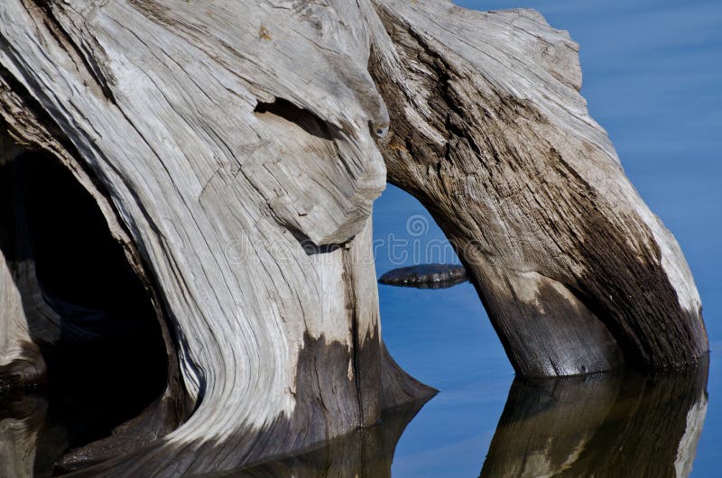 Nature Abstract - Driftwood Reflecting in the Water royalty free stock photos Nature Abstract - Driftwood Reflecting in the Water royalty free stock photos