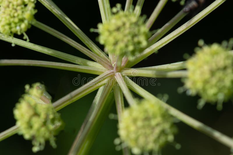 Nature Abstract Intricate Stem Network of a Sprouting Wild Flower