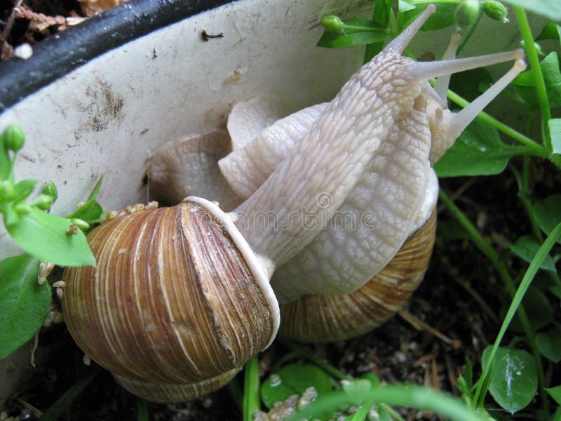 Snails kiss stock photo. Image of nature, kiss, love 10143966
