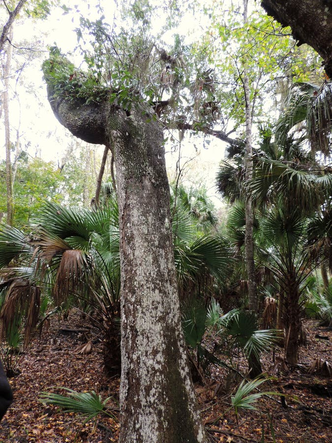 Nature in the area of the Bulow Plantation Ruins Historic State Park near Daytona - Monument. Listed on the National Register of Historic Sites royalty free stock image Nature in the area of the Bulow Plantation Ruins Historic State Park near Daytona - Monument. Listed on the National Register of Historic Sites royalty free stock image