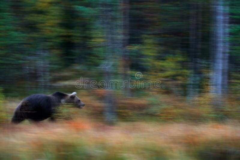 Příroda umění, medvěd rozostření pohybové aktivity. Medvěd hnědý procházky v lese s podzimními barvami. Zvíře skryté ve žlutém lese. Nebezpečný