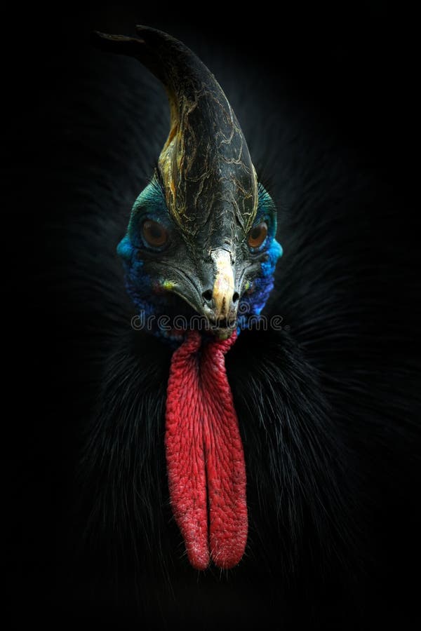 Nature art portrait. Detail of Southern cassowary, Casuarius casuarius, known as double-wattled cassowary. Australian big forest stock image