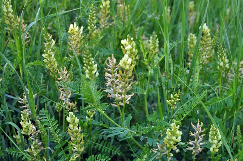 In Nature, Astragalus Cicer Grows among Herbs Stock Photo Image of
