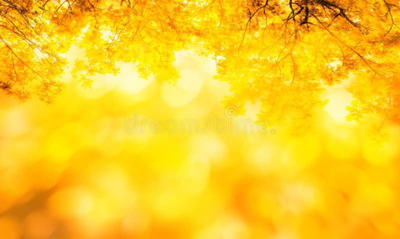 3,943,924 Yellow Nature Background Stock Photos - Free & Royalty-Free Stock  Photos from Dreamstime