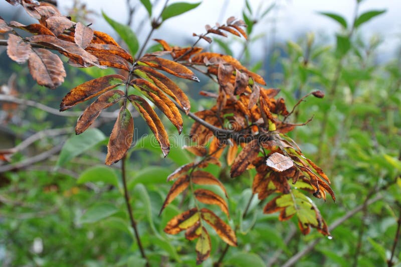 Branch of tree in fall colours stock photo