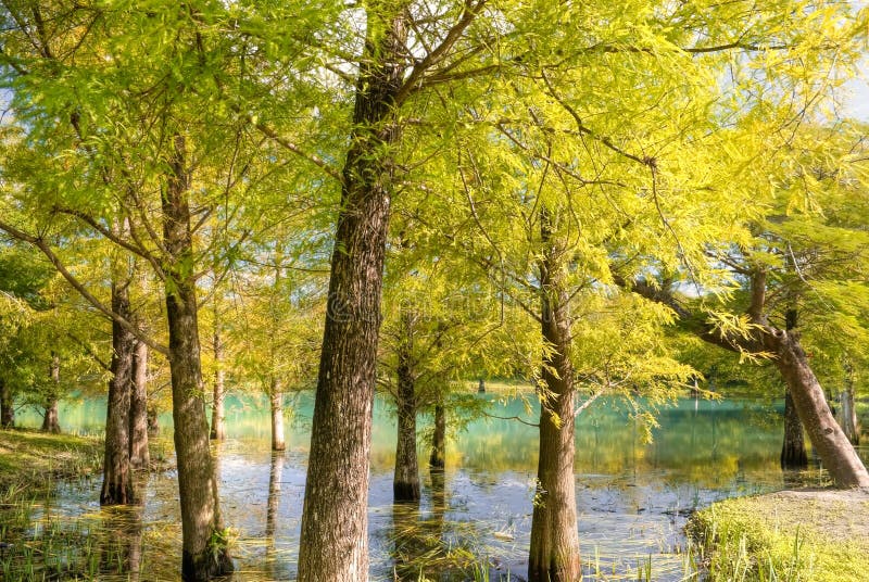 Nature background of autumn forest