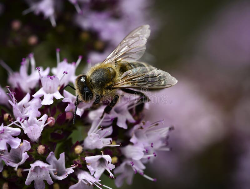 Bee on violet blossom stock image. Image of nectar, plant - 110265383