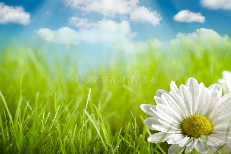 Natura sfondo fiore sul prato verde e il cielo blu.