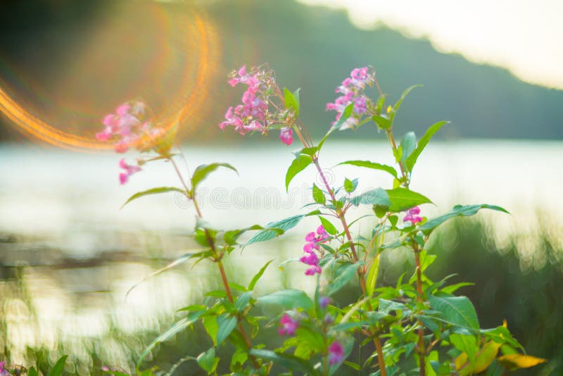 Nature background flowers and lake royalty free stock photo Nature background flowers and lake royalty free stock photo