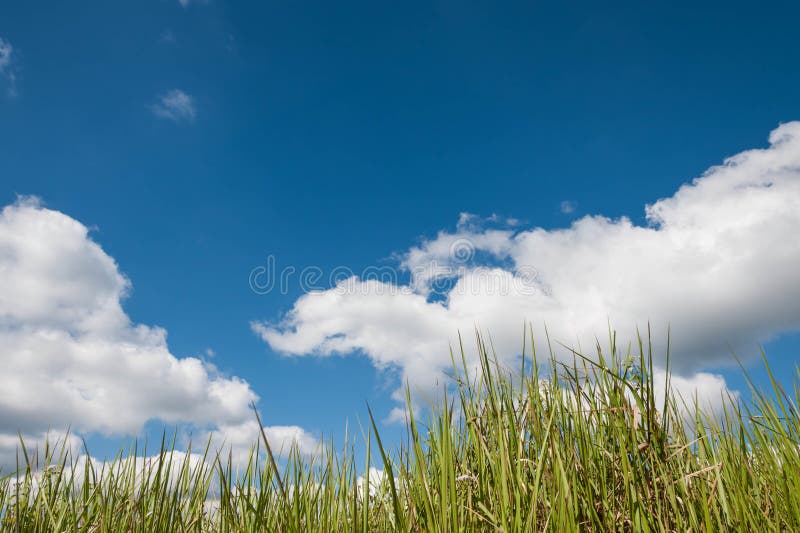 Sky and Grass Nature Background, Green Grass and Blue Sky Stock Photo Image of natural, grass