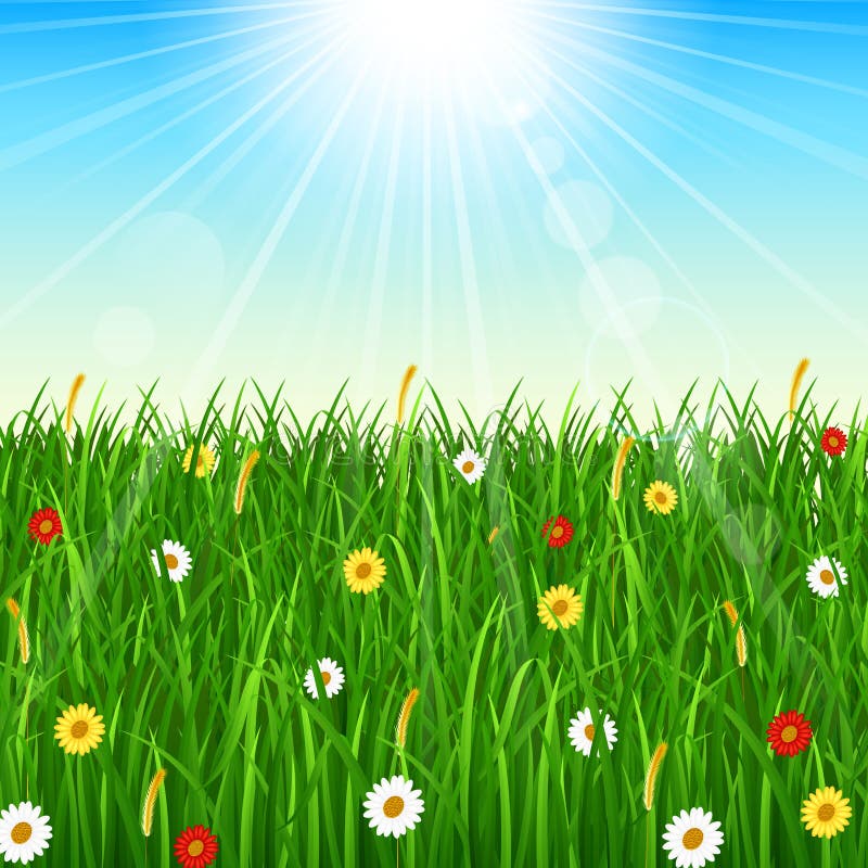 Nature Background with Green Grass, Blue Sky and Bright Sun Stock ...