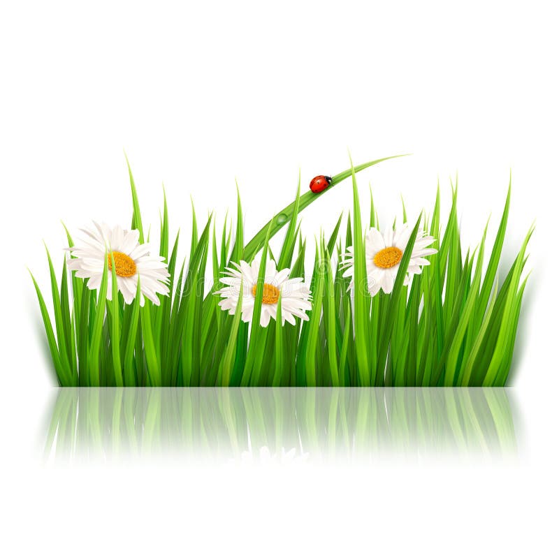 Nature Background with Green Grass and Flowers Stock Vector